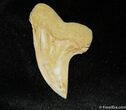 Mako Shark Tooth Fossil (Sharktooth Hill) #847-1